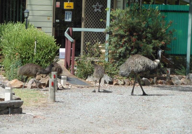 Grampians View Cottages And Units
