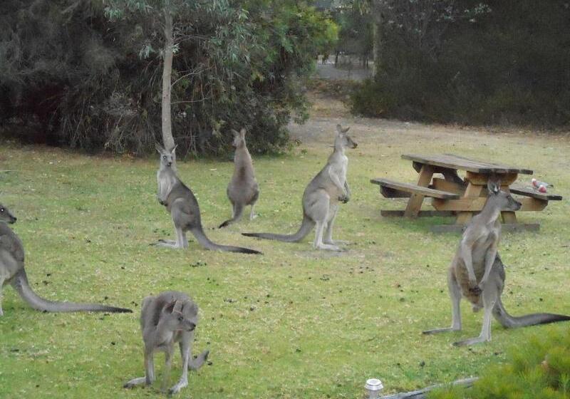 Grampians View Cottages And Units