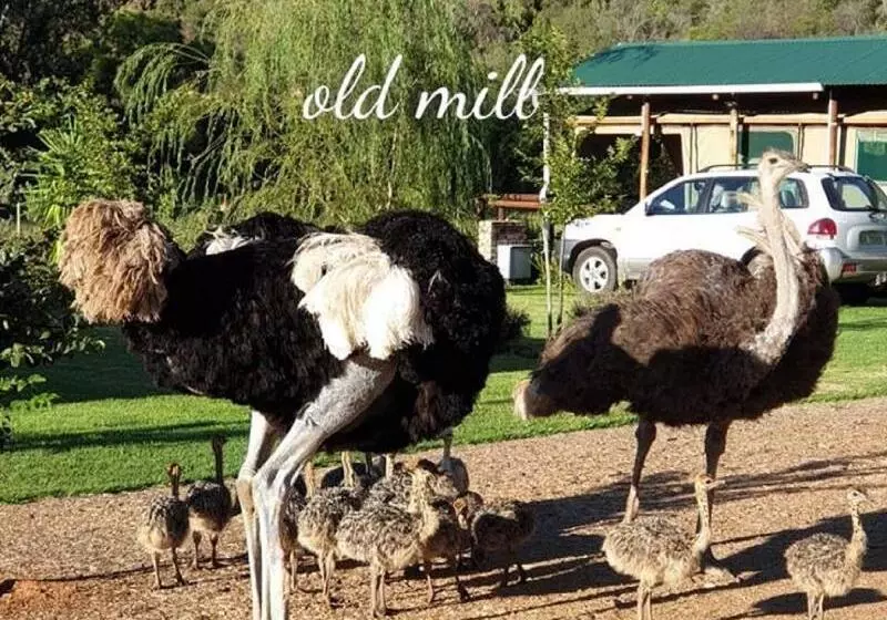 ホテル Old Mill Lodge, Seasonal Working Ostrich Farm & Restaurant, Oudtshoorn