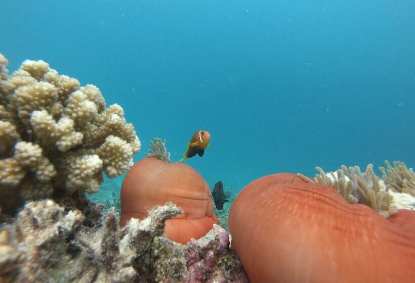 پانسیون Mahchavaru Maldives