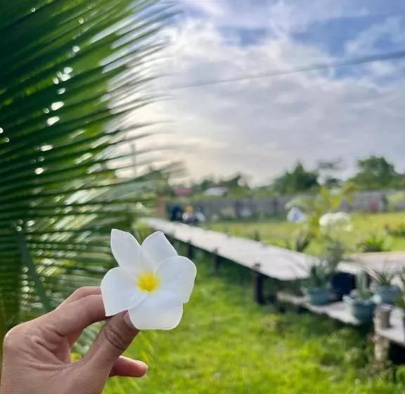 ペンション La Palapa Inn Port Barton