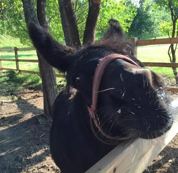 Отель Hermitage Vital