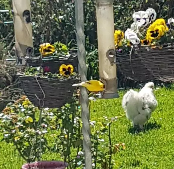 Pensjonat Swallows Rest