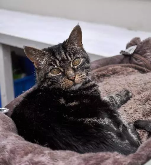 Bed and Breakfast Longbridge House