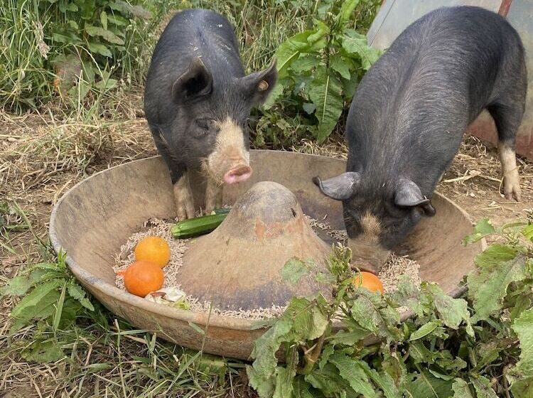 فندق Dawn Chorus Holidays