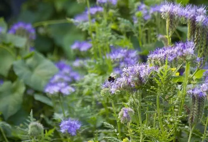 Nocleg ze śniadaniem Magpies Lodge