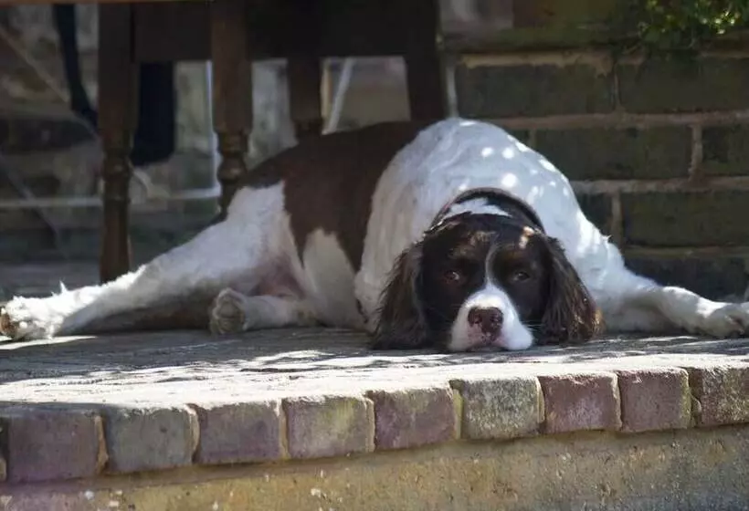 Nocleg ze śniadaniem Magpies Lodge