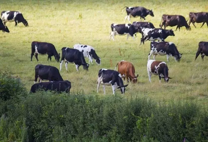 Nocleg ze śniadaniem Magpies Lodge