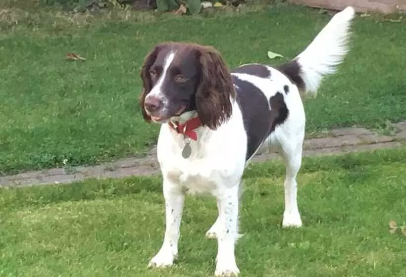 Nocleg ze śniadaniem Magpies Lodge