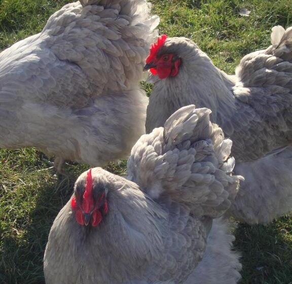 Aamiaismajoitus (B&B) The Paddock