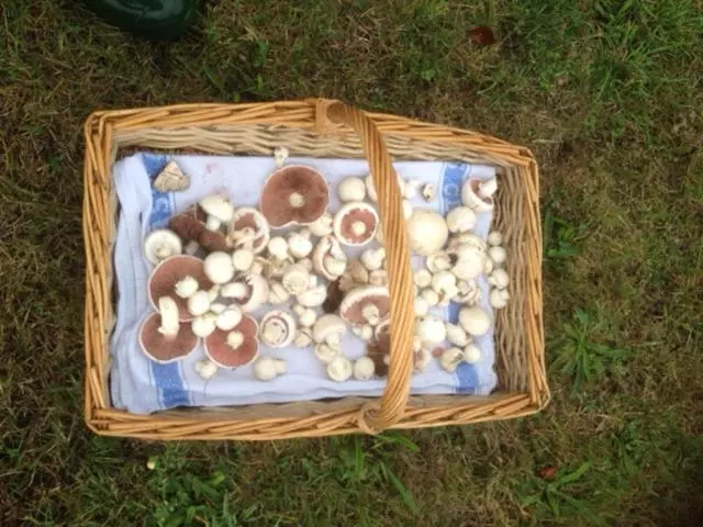 Bed and Breakfast Syon House