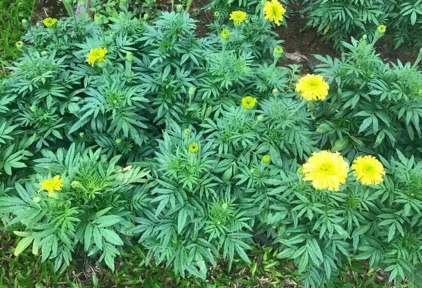 فندق Jim Guesthouse