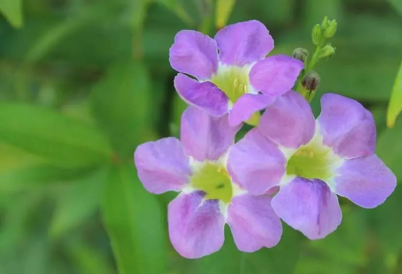 فندق Jim Guesthouse