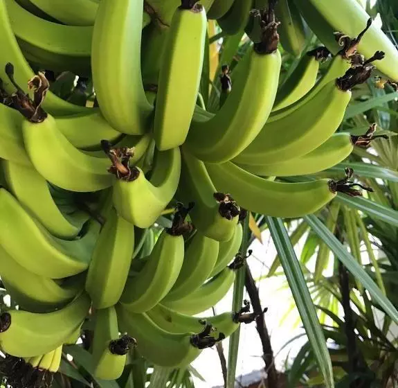 فندق Jim Guesthouse