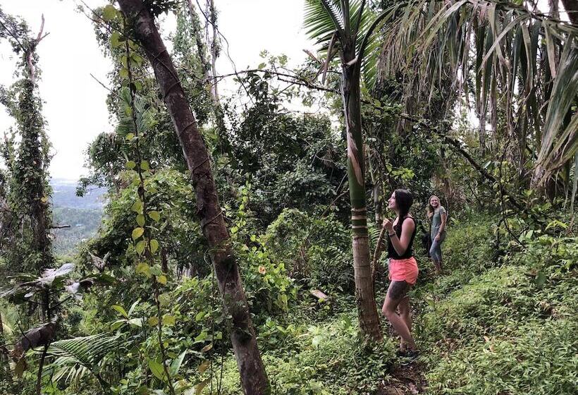 تختخواب و صبحانه Rainforest Inn