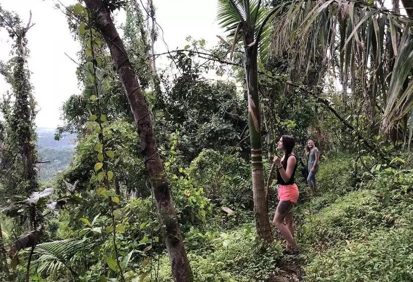 تختخواب و صبحانه Rainforest Inn