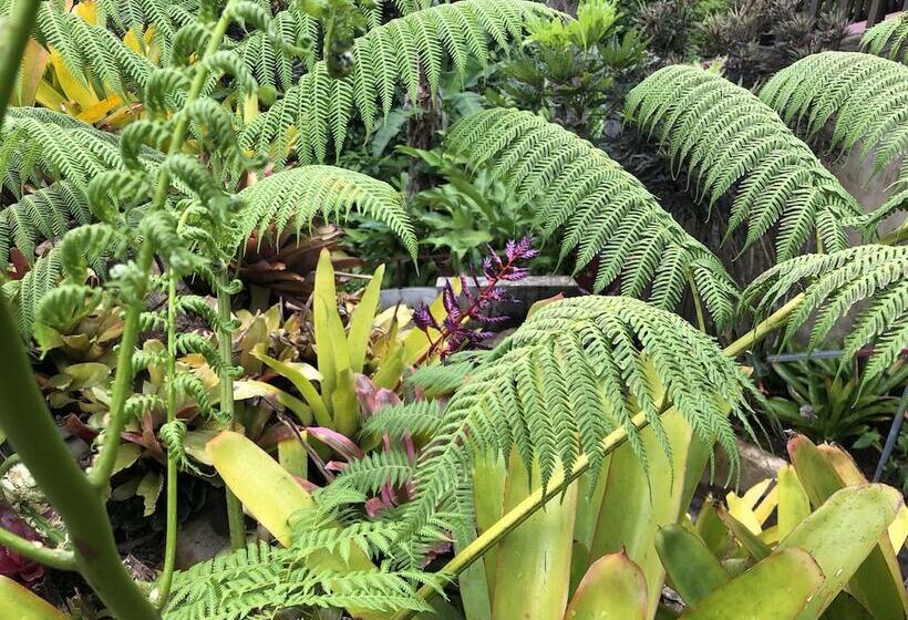 تختخواب و صبحانه Rainforest Inn