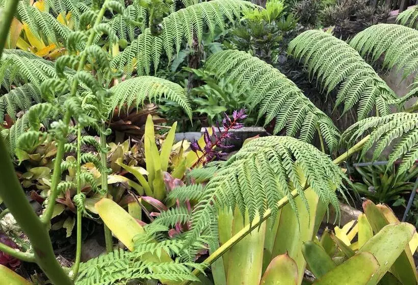 تختخواب و صبحانه Rainforest Inn