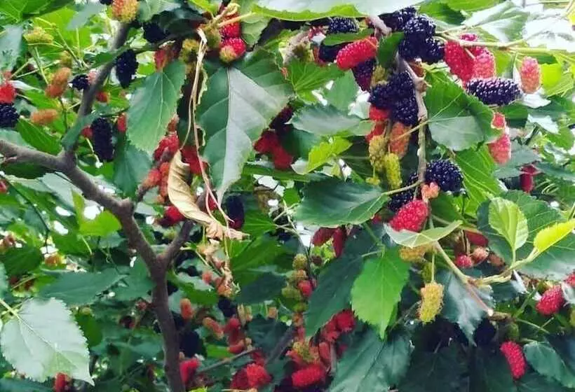 ペンション Doce Lar Residencia