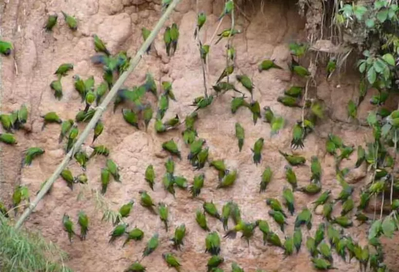 هتل Paradise Amazon Lodge & Adventure