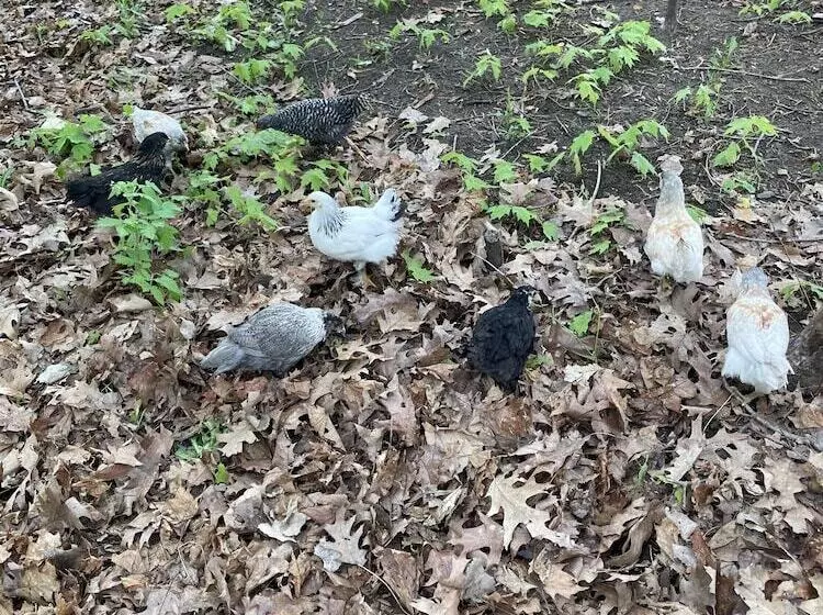 Aamiaismajoitus (B&B) Vintage Inn At Veritas Estate