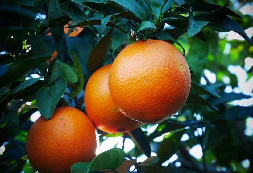 تختخواب و صبحانه Todo Cambia