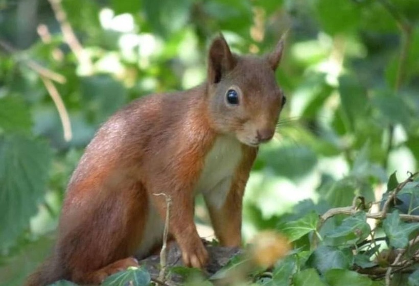 Shepherds Hut With Hot Tub On Anglesey North Wales