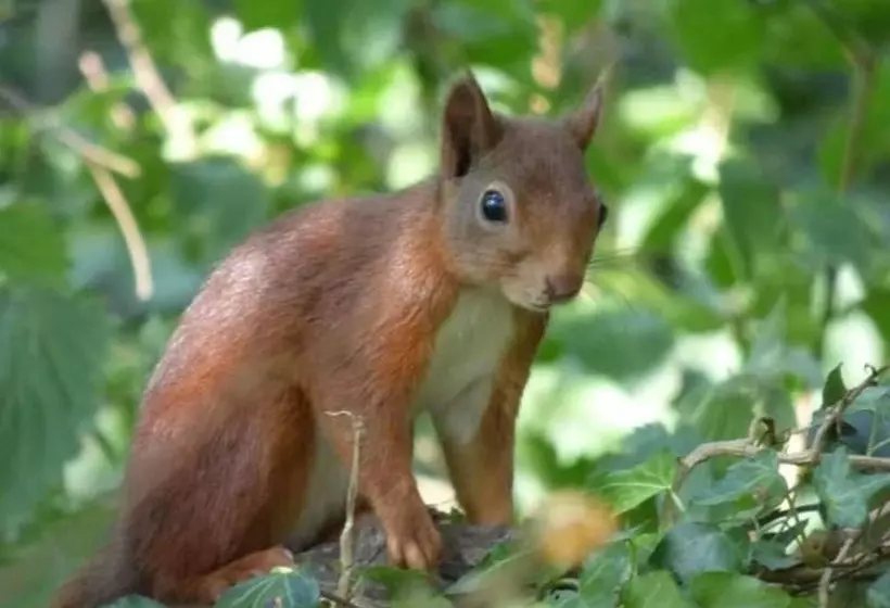 Shepherds Hut With Hot Tub On Anglesey North Wales