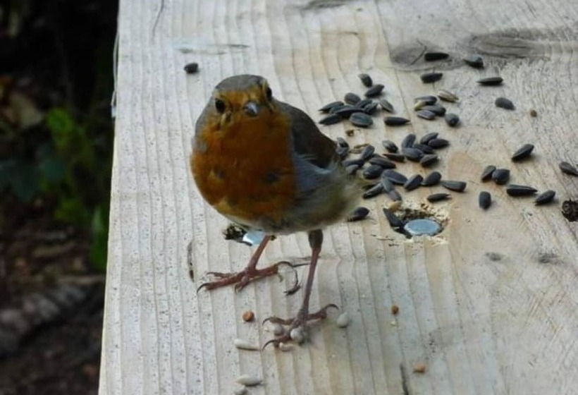 Shepherds Hut With Hot Tub On Anglesey North Wales