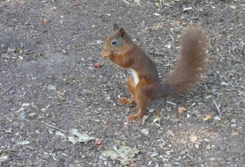 Shepherds Hut With Hot Tub On Anglesey North Wales