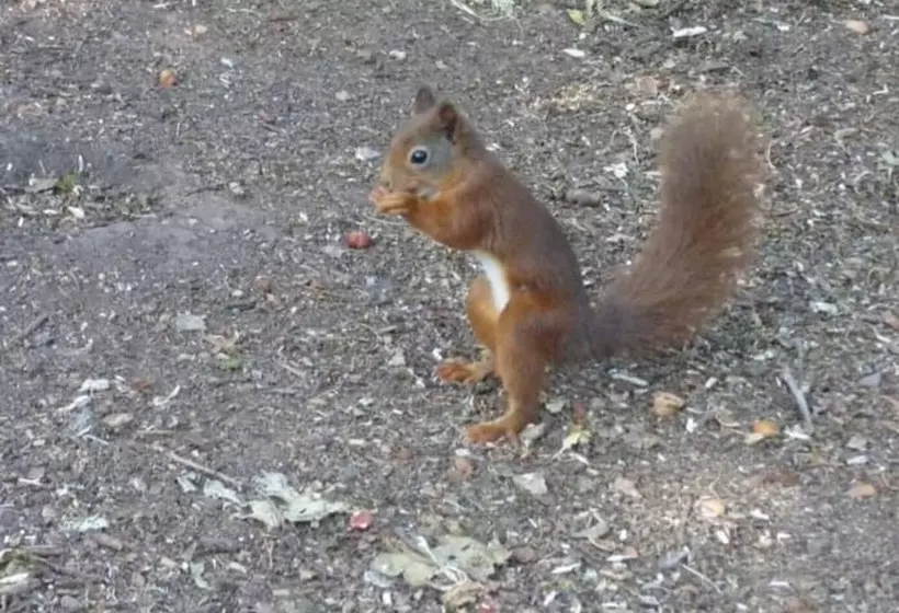 Shepherds Hut With Hot Tub On Anglesey North Wales