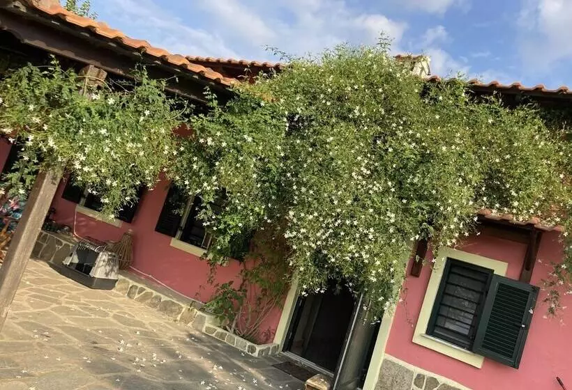 レジデンス Summer House Surrounded By Olive Trees Halkidiki
