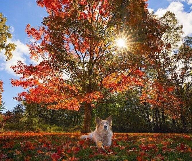 צימר Cromwell Manor Inn