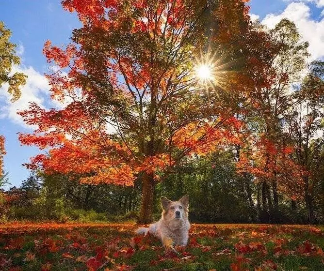 Aamiaismajoitus (B&B) Cromwell Manor Inn