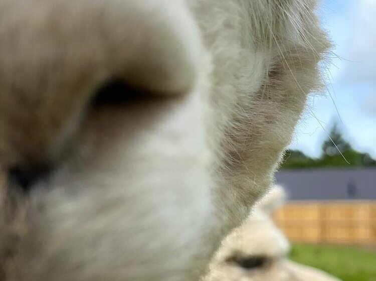 Отель Jungle Book Safari Tent