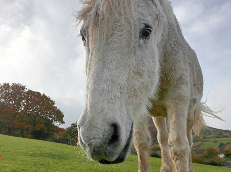 Idlewild Animal Sanctuary Farmhouse Stay Charity