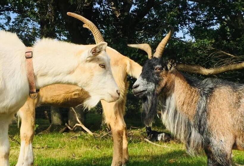 Idlewild Animal Sanctuary Farmhouse Stay Charity