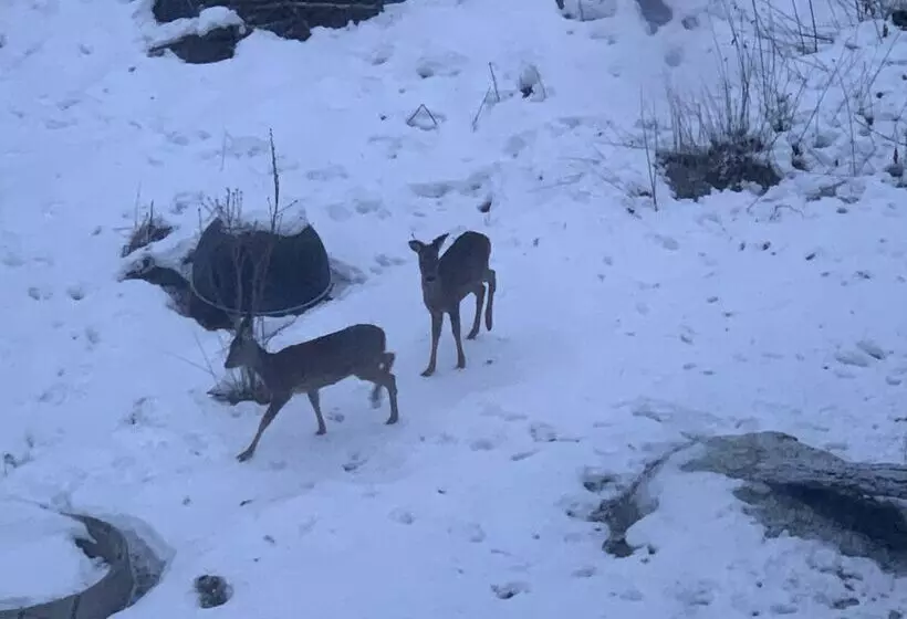 Blackstad Vandrarhem Hostal B&b