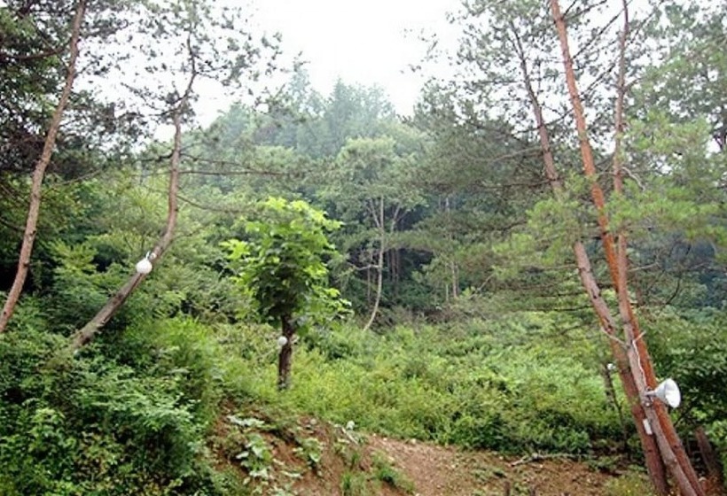 Chuncheon Supsogiyagi Pension