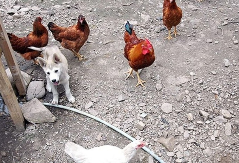 Chuncheon Supsogiyagi Pension