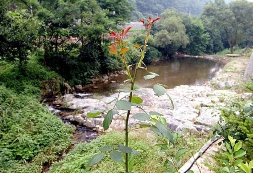 Chuncheon Supsogiyagi Pension