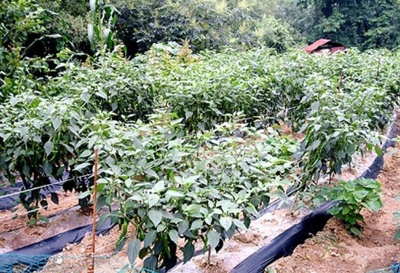 Chuncheon Supsogiyagi Pension