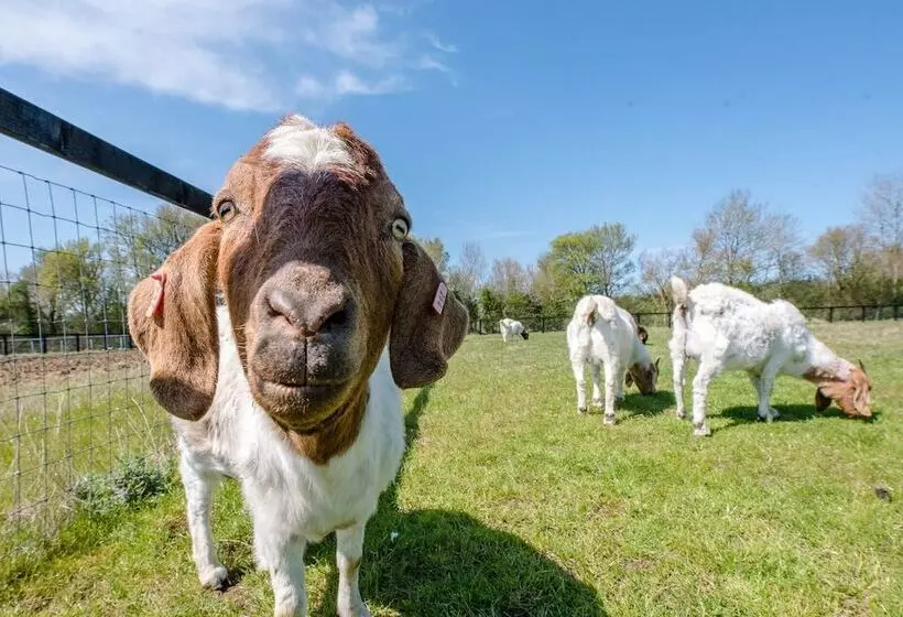 Honeysuckle Farm Hut 1   Suffolk Farm Holidays