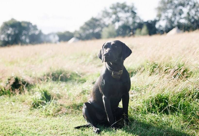 منتجع Yurtshire