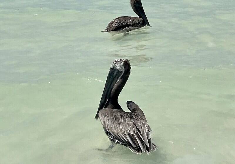Hotel Beach Club Escape Holbox