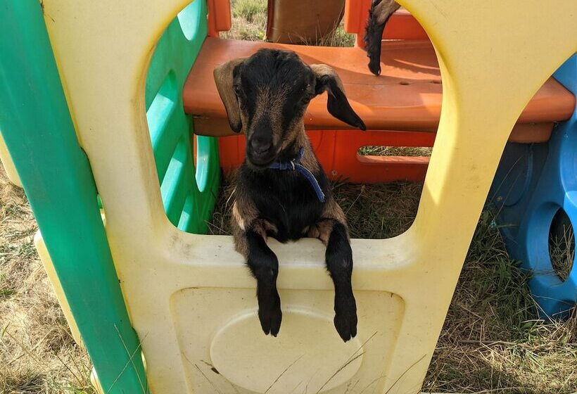 בית מלון כפרי Maple Park