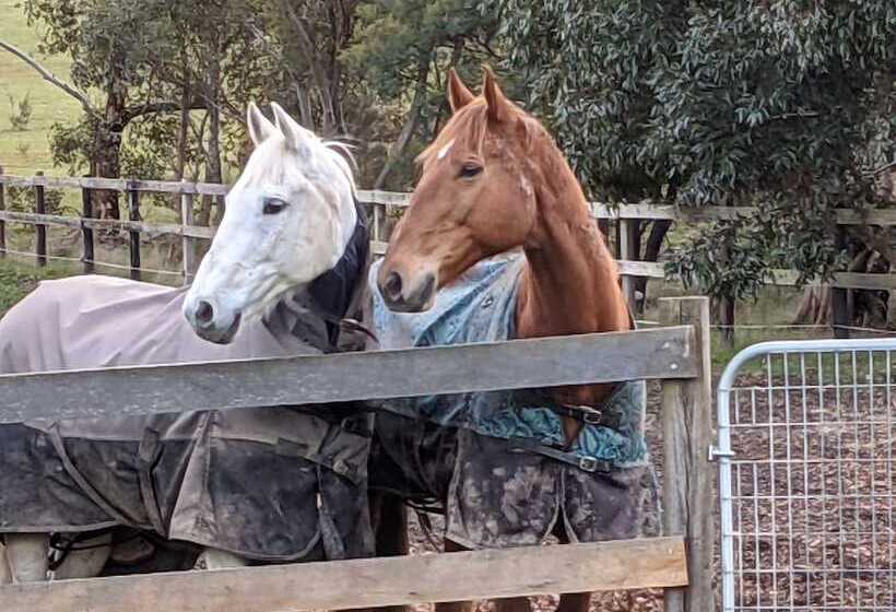בית מלון כפרי Maple Park