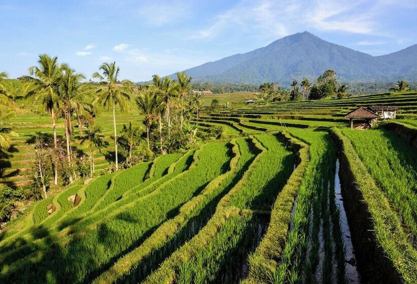 酒店 Kts   Kubu Tepi Sawah