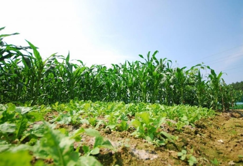 Gangneung Tyche House Pension