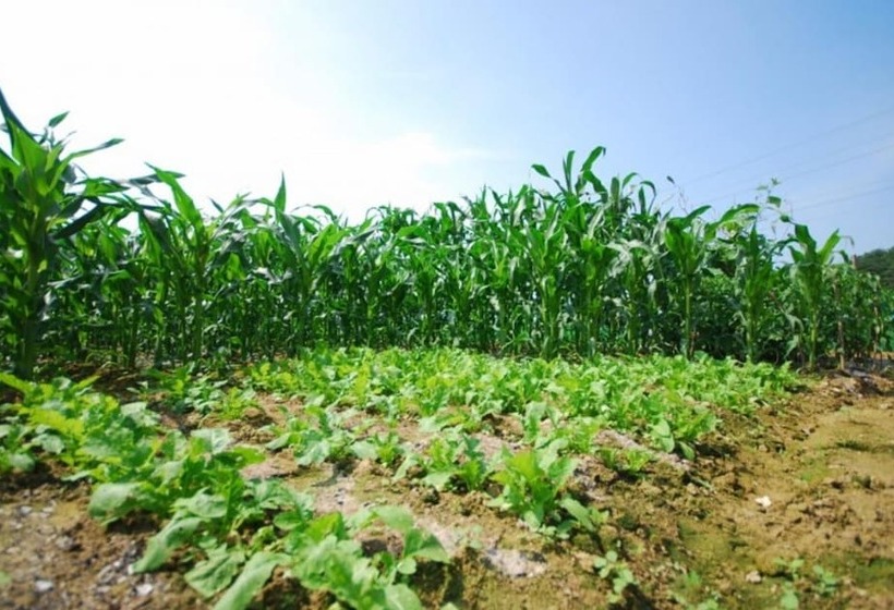 Gangneung Tyche House Pension